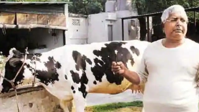 मोपेड पर ढोए गए सांड-भैंस, देश के चर्चित महाघोटाले पर फैसला कल