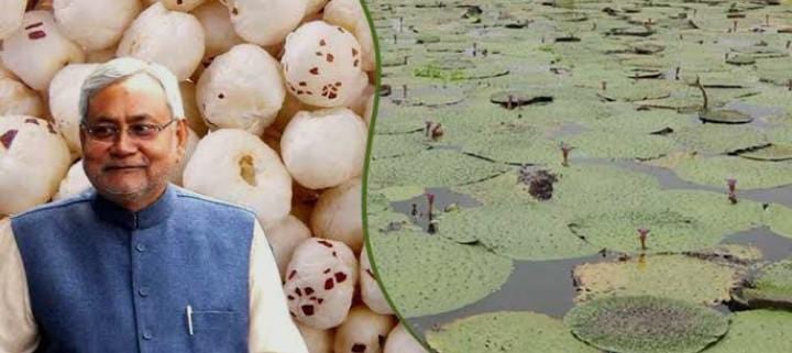 मखाना उत्पादन से किसानों की आय बढ़ाने के लिए निरंतर प्रयास कर रही है सरकार,पढे कैसे स्वर्ण वैदेही और सबौर मखाना-1 से बढ़ेगा उत्पादन