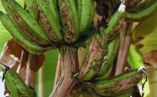 केले की फसल को सिगाटोका रोग से बचाने के लिए कृषि विभाग ने जारी की सलाह, बचाने के लिए बताएं उपाय