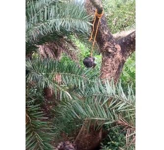 BIG BREAKING: पेड़ से लटका मिला युवक का सिर, जमीन पर गिरा है धड़, इलाके में हड़कंप