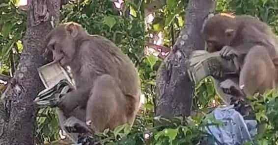 जब अचानक से बंदर ने शुरू की 500 के नोटों की बारिश तो हैरान रह गये लोग, फिर लूटने के लिए मची होड़,देखिए VIDEO