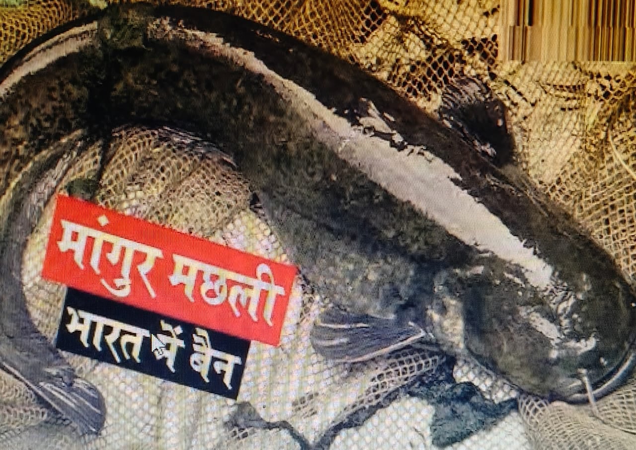 थाईलैंड की मांगुर मछली के तस्करों के अंगूठे पर पूरा सिस्टम, झारखंड भी कैसे हो रहा प्रभावित,क्या हो रहा असर, पढ़िए!