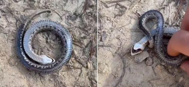 बड़े-बड़े बॉलीवुड एक्टर्स का बाप है ये साँप, खतरा देखते ही करता है ऐसी एक्टिंग कि हैरान हो जाएंगे आप, देखें-VIDEO