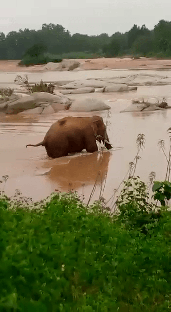 गुमला में गजराज का आतंक से दहशत, वन विभाग हुआ अलर्ट