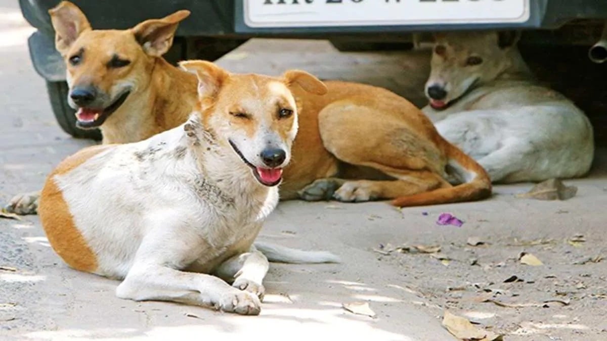 आंसू रोक कर पढ़ें, इस "कुमाता" की कारस्तानी-एक मां जब बनी "हैवान" तो गली के कुत्ते कैसे बन गए भगवान् !