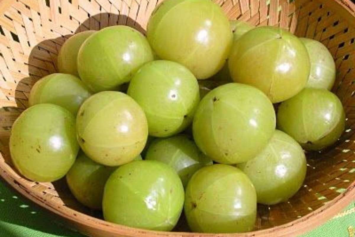 इम्युनिटी से लेकर स्किन ग्लो तक, सर्दियों में इन 6 तरीकों से खाएं आंवला, मिलेगा डबल फायदा