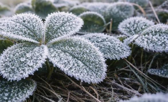 Weather Alert: झारखंड में नहीं थम रहा ठंड का कहर, कनकनी और शीतलहरी से लोगों का हाल बेहाल, पढ़े आज का हाल