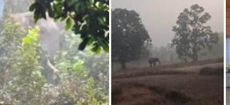 सारंडा में IED विस्फोट से हाथी घायल, इलाज के लिए वन विभाग की कोशिशें लगातार जारी