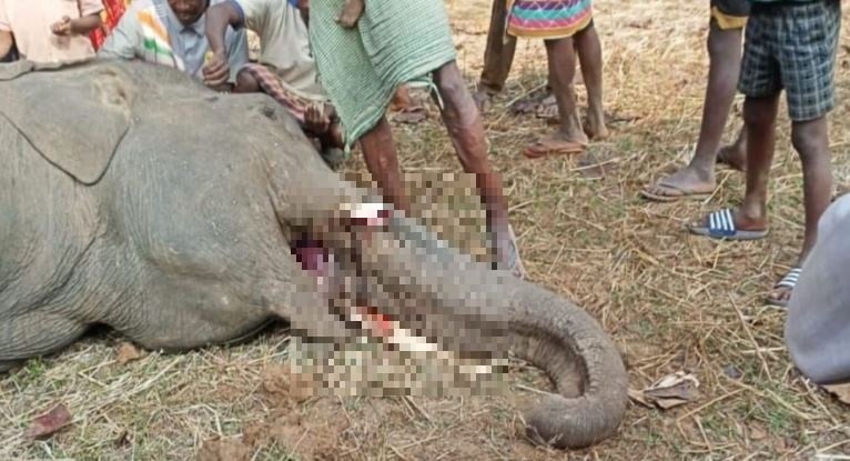 पश्चिमी सिंहभूम में एक हाथी की मौत, दांत गायब, तस्करी की आशंका