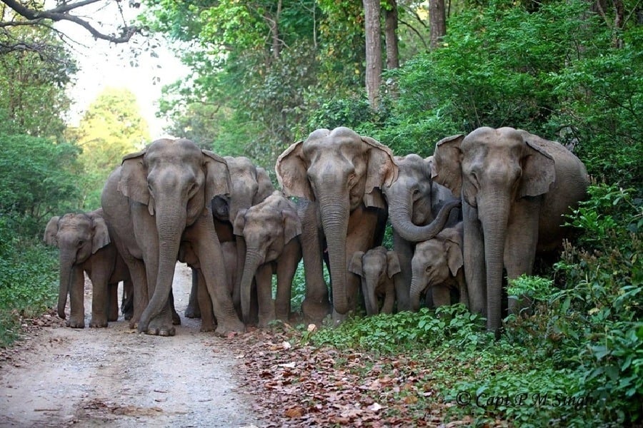Elephants wreak havoc in Bokaro; three elderly people killed in Barkipunnu village; villagers express anger at the forest department |बोकारो में हाथियों का तांडव, बड़कीपुन्नू गांव में 3 बुजुर्गों की मौत, वन विभाग पर फूटा ग्रामीणों का गुस्सा