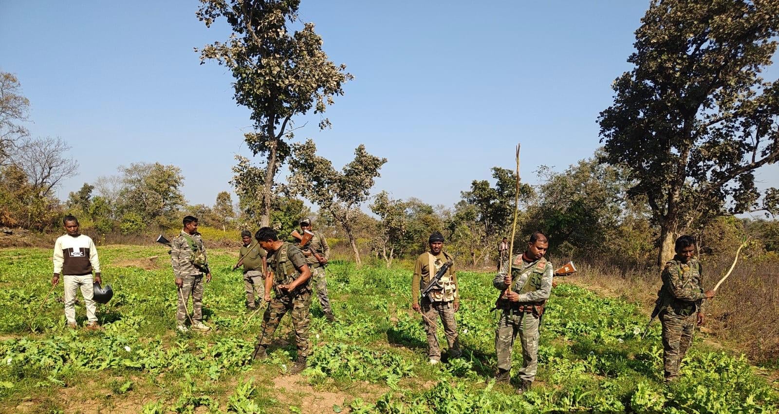Major crackdown on illegal opium cultivation in Palamu; 6 acres of poppy crop destroyed |पलामू में अफीम की अवैध खेती पर बड़ी कार्रवाई, 6 एकड़ में लगी पोस्ता फसल नष्ट