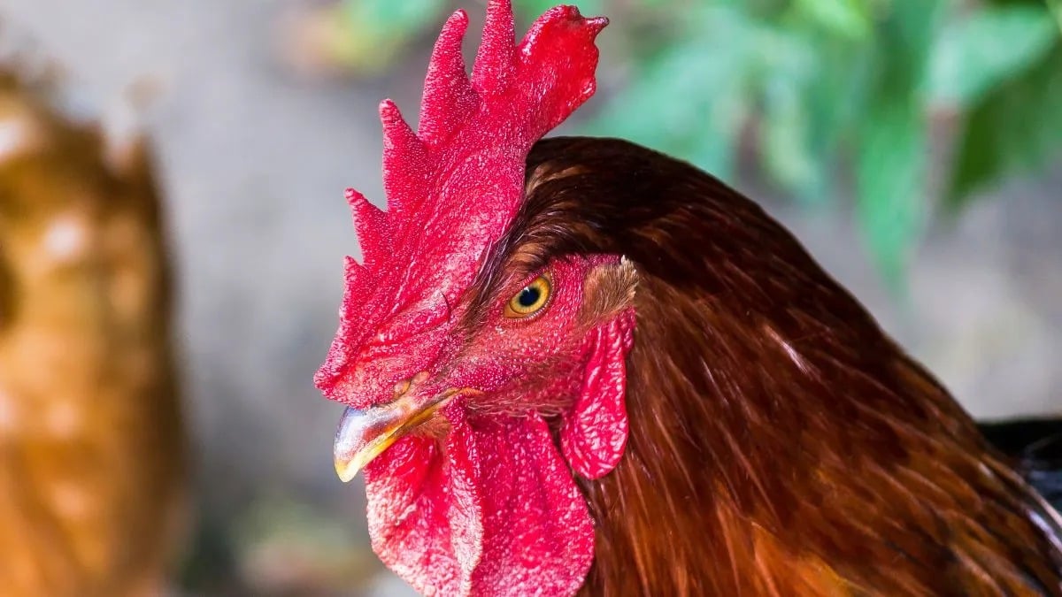 Chief accused of killing chicken in Palamu, investigation begins after case registered |पलामू में मुर्गी की हत्या का मुखिया पर लगा आरोप, केस दर्ज होने के बाद शुरू हुई जांच
