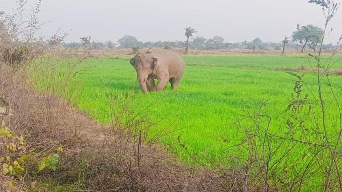 बिहार से झारखंड में घुसा जंगली हाथी, हुसैनाबाद में मचाई तबाही, दहशत में ग्रामीण
