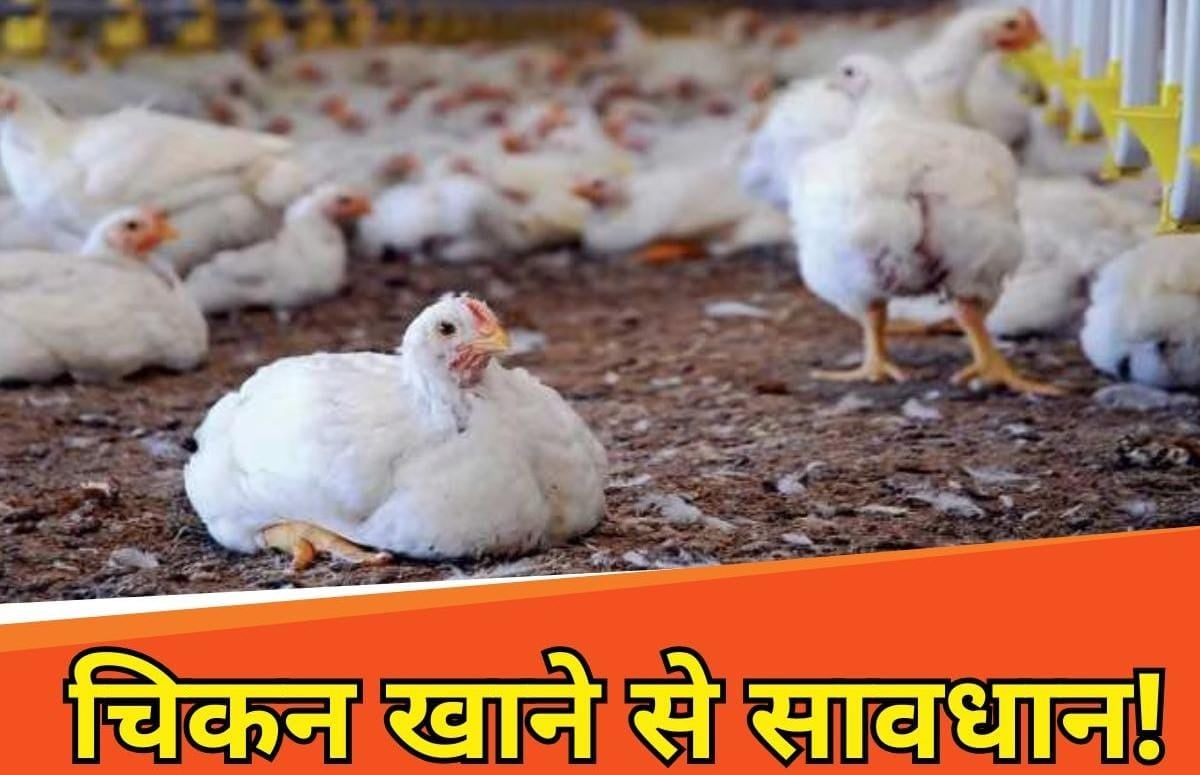 बर्ड फ्लू अलर्ट! बिहार में मारी गईं 4575 मुर्गियां, इस डेट तक पटना जू पर लगा ताला