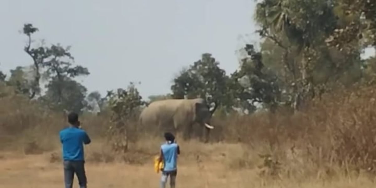 सरायकेला के कुकडू में जंगली हाथियों का आतंक, डर के साये में जी रहे है ग्रामीण