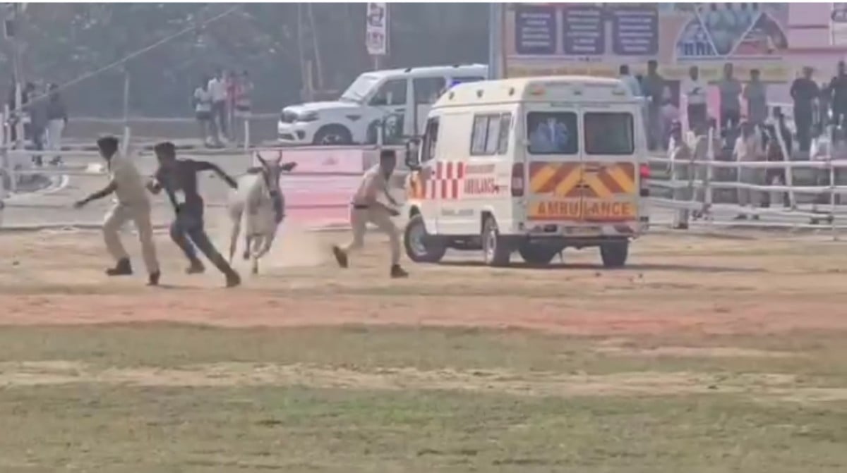बेगूसराय में CM के हेलिपैड पर घुसा बैल, पुलिसकर्मियों को दौड़ाया, मची अफरा-तफरी
