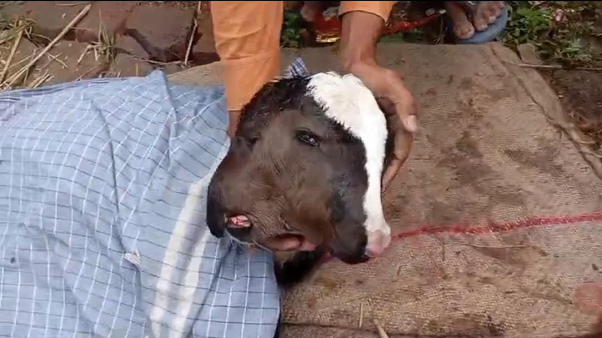 कुदरत का करिश्मा ! गाय ने दो मुंह और चार आंखों वाले बछड़े का दिया जन्म, देखने के लिए उमड़ी लोगो की भीड़