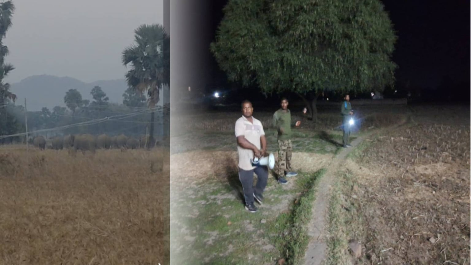 नवादा में हाथियों के झुंड ने फसल रौंदा, एक व्यक्ति की कुचलकर ली जान