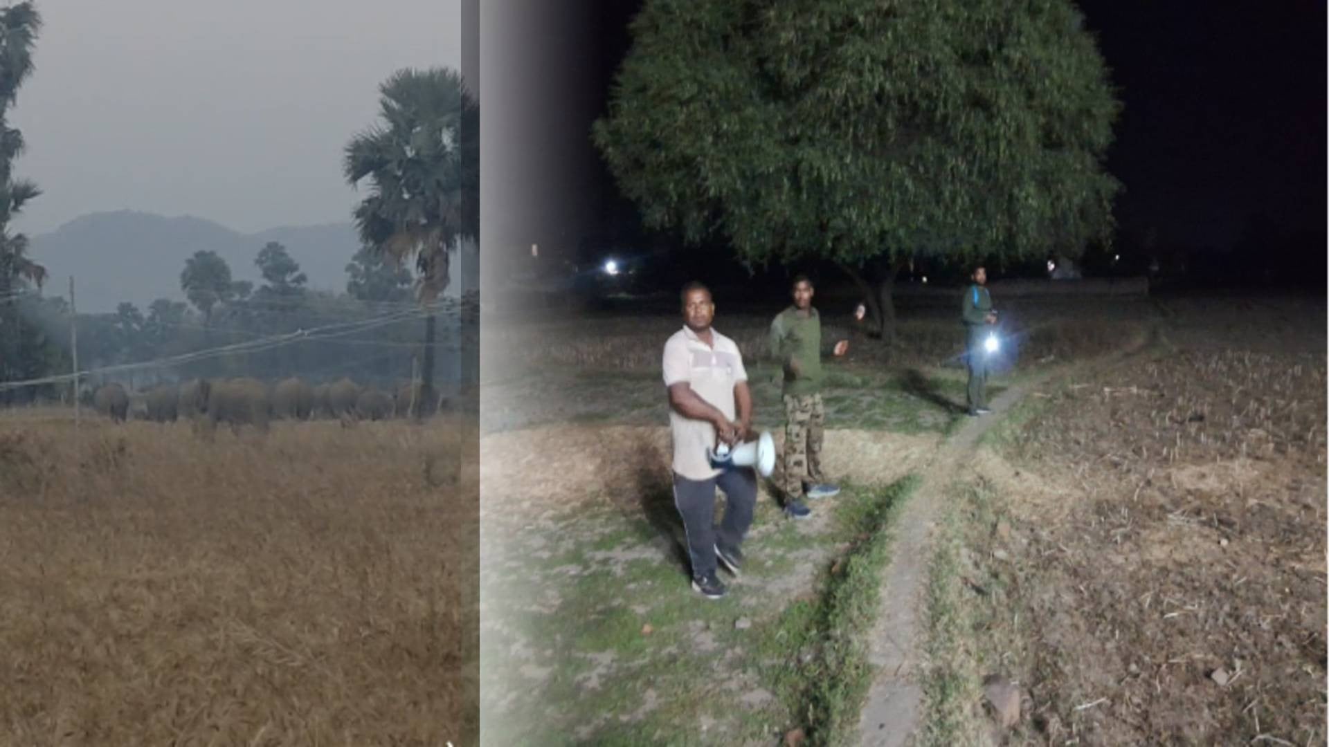 नवादा में हाथियों के झुंड ने फसल रौंदा, एक व्यक्ति की कुचलकर ली जान