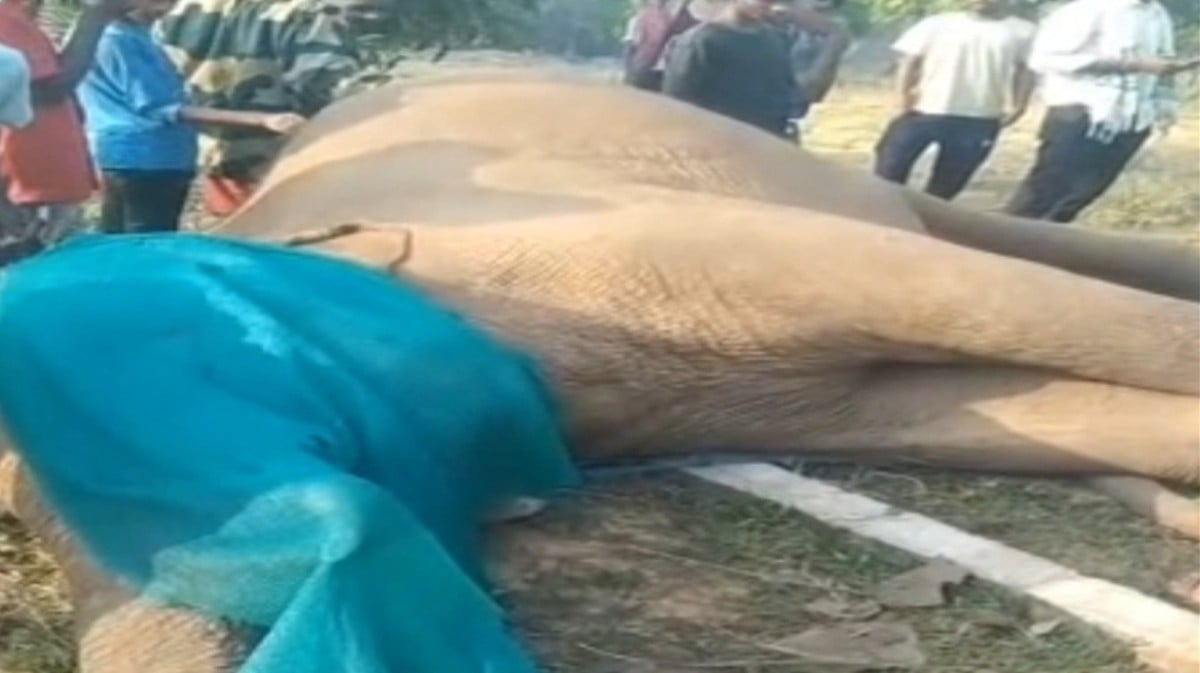 पश्चिमी सिंहभूम में दंतैल हाथी की संदिग्ध मौत से इलाके में हड़कंप