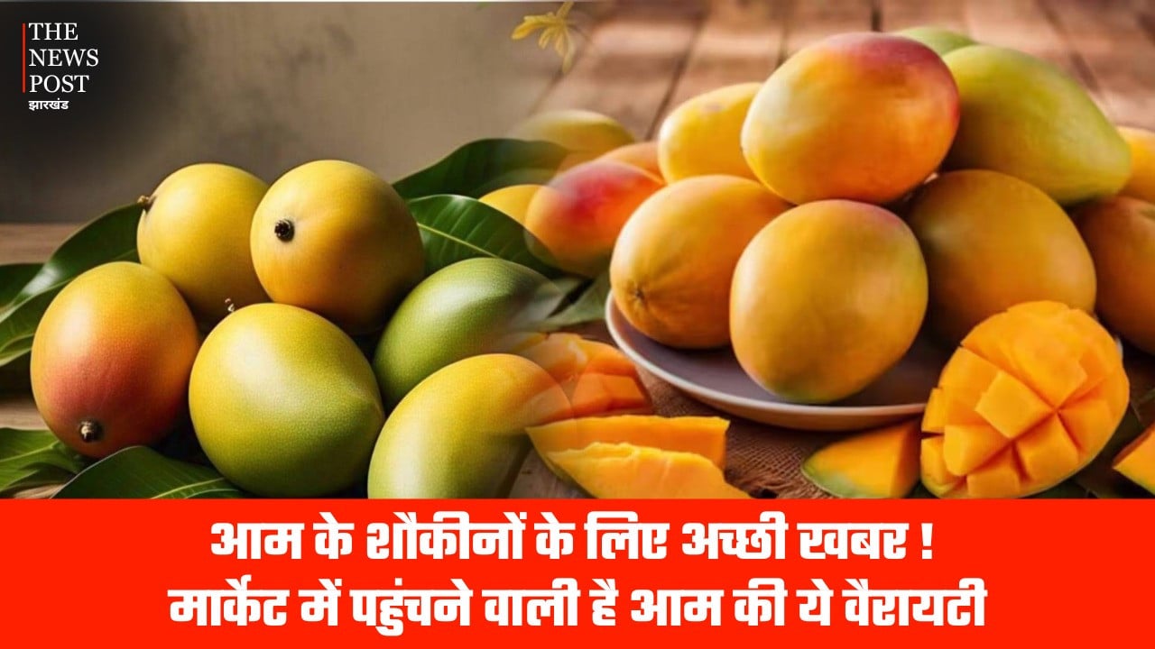 आम के शौकीनों के लिए अच्छी खबर! मार्केट में पहुंचने वाली है आम की ये वैरायटी