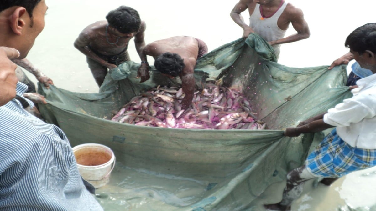 मछली पालकों के लिए बड़ी खबर, उत्पादन बढ़ाने के लिए अपनाएं ये तरीके, दोगुना होगा मुनाफा