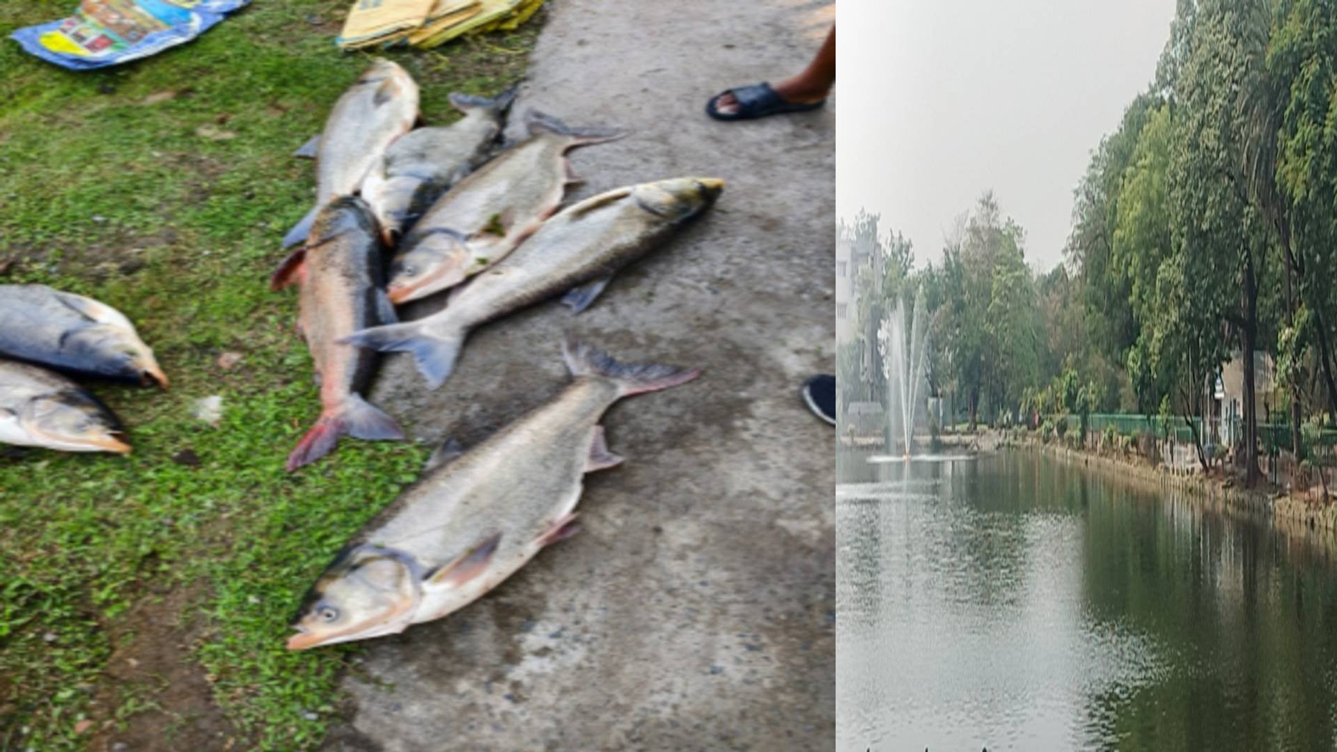 अचानक जमशेदपुर में क्यों मरने लगी मछलियाँ, रहस्यमयी मौत इलाके में हड़कंप