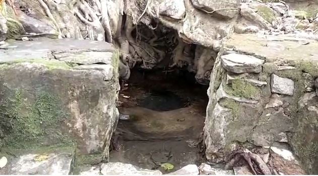 झारखंड में यहां हैं रहस्यमय पेड़, जड़ों से लगातार निकल रहा पानी
