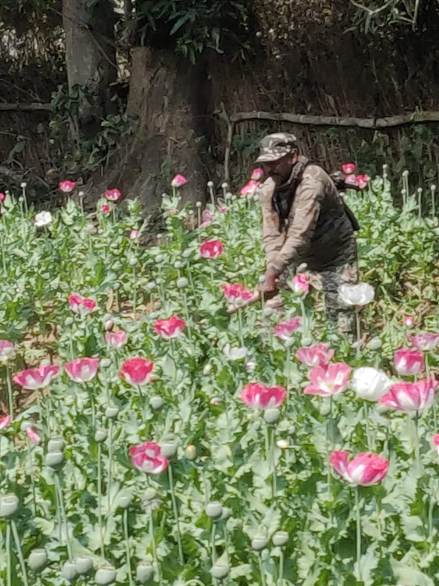 नष्ट की गई 27 डिसमिल जमीन पर लगाई गई अफीम की फसल,   2 किलो तैयार अफीम के साथ एक धराया