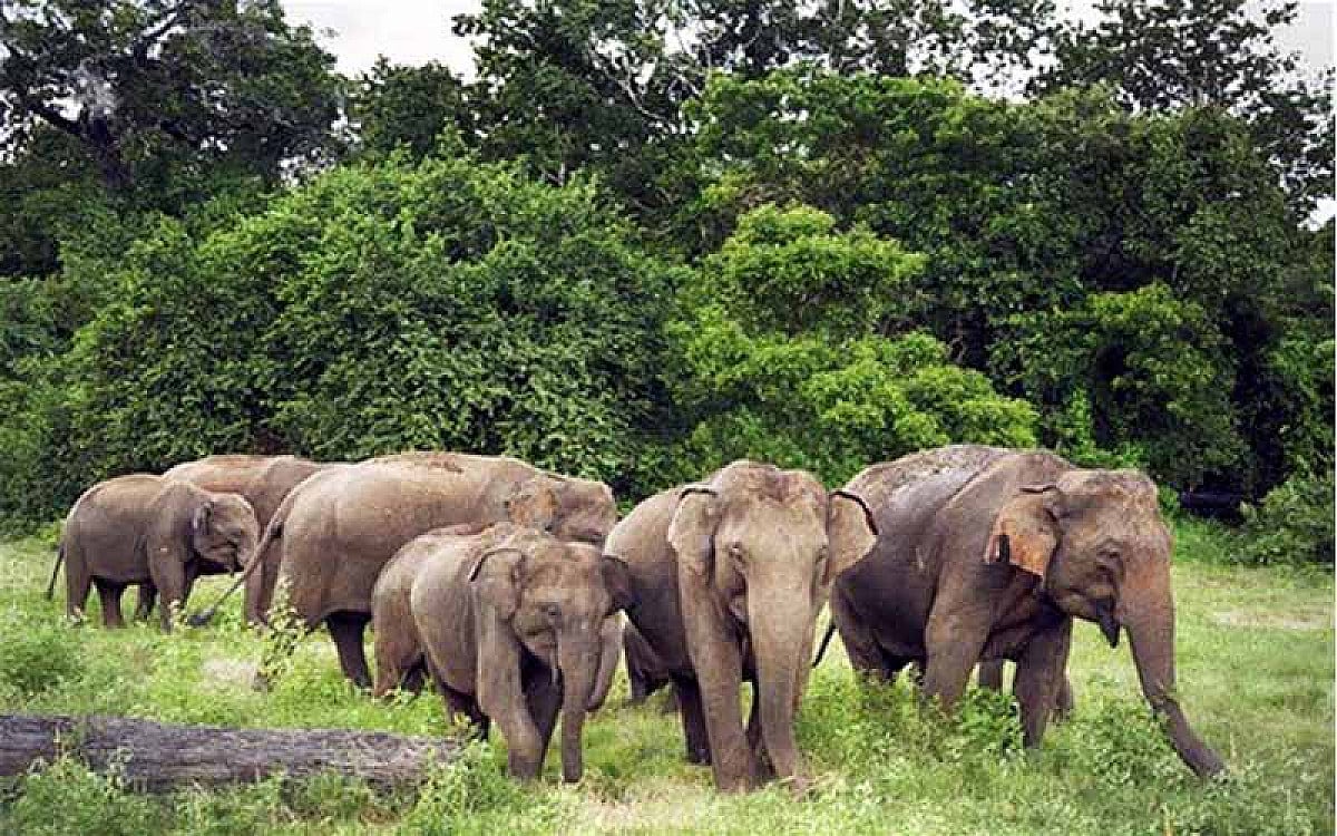 दलमा में तैयार हुआ राज्य का पहला एलीफेंट केयर सेंटर, इसी माह उद्घाटन, जानिए क्या होगी खासियत