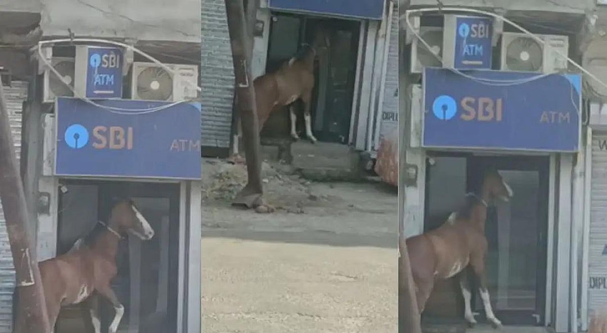 ये कब से ATM जाने लगे भाई!ATM का गेट खोलने के लिए घोड़े ने काटा बवाल,वीडियो देख निकल जाएगी हंसी