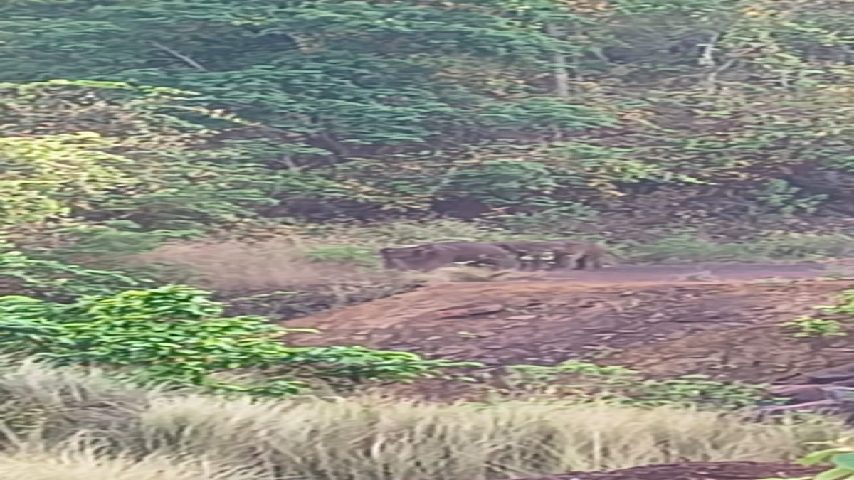 चाईबासा में दिखा जंगली हाथियों का झुंड, ग्रामीणों में डर का माहौल