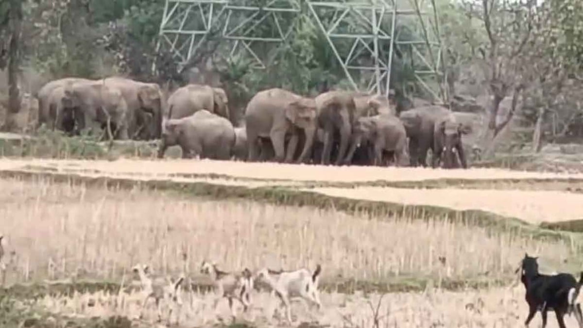 कोडरमा में हाथियों का ताड़व, युवक की कुचलकर ले ली जान, गांव में दहशत