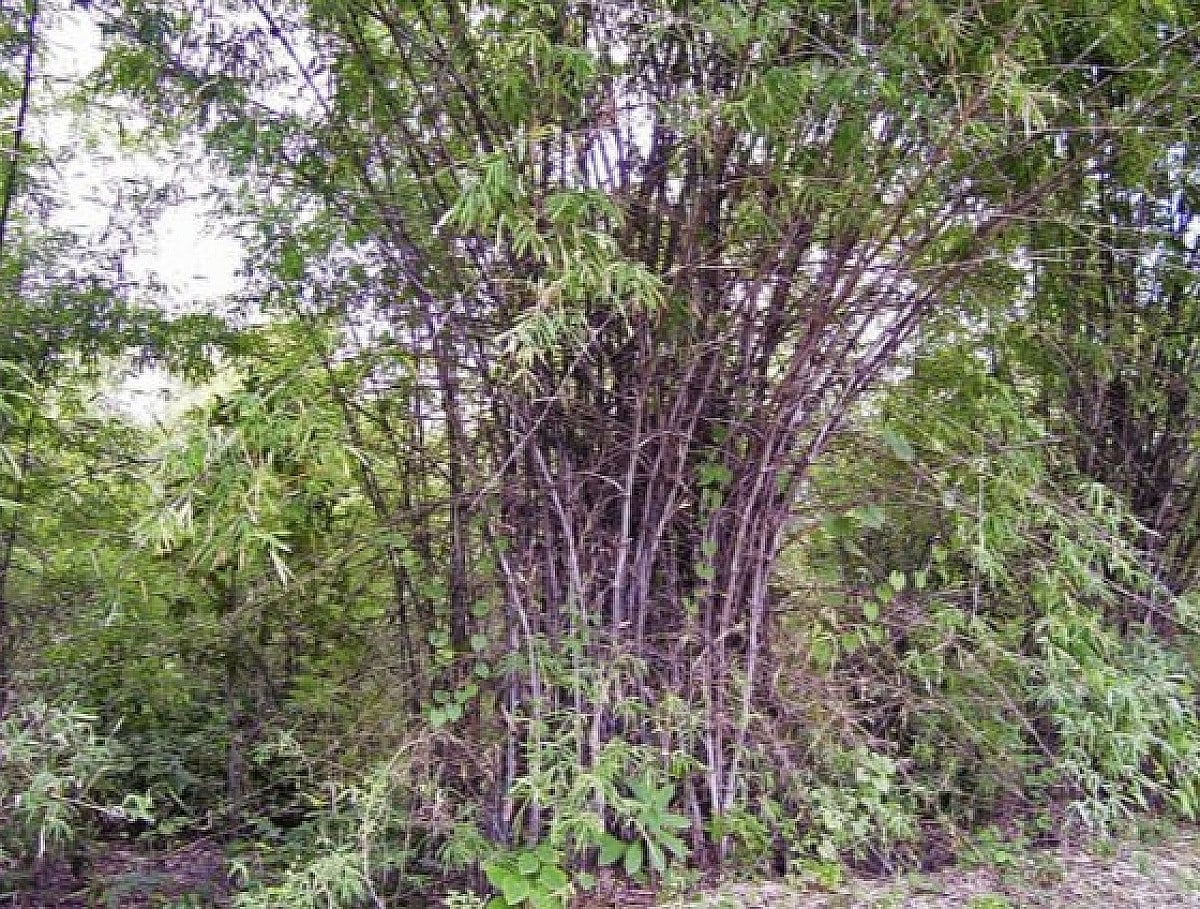 बांस से बदल रही गांवों की तस्वीर, बन रहा रोजगार का मजबूत जरिया