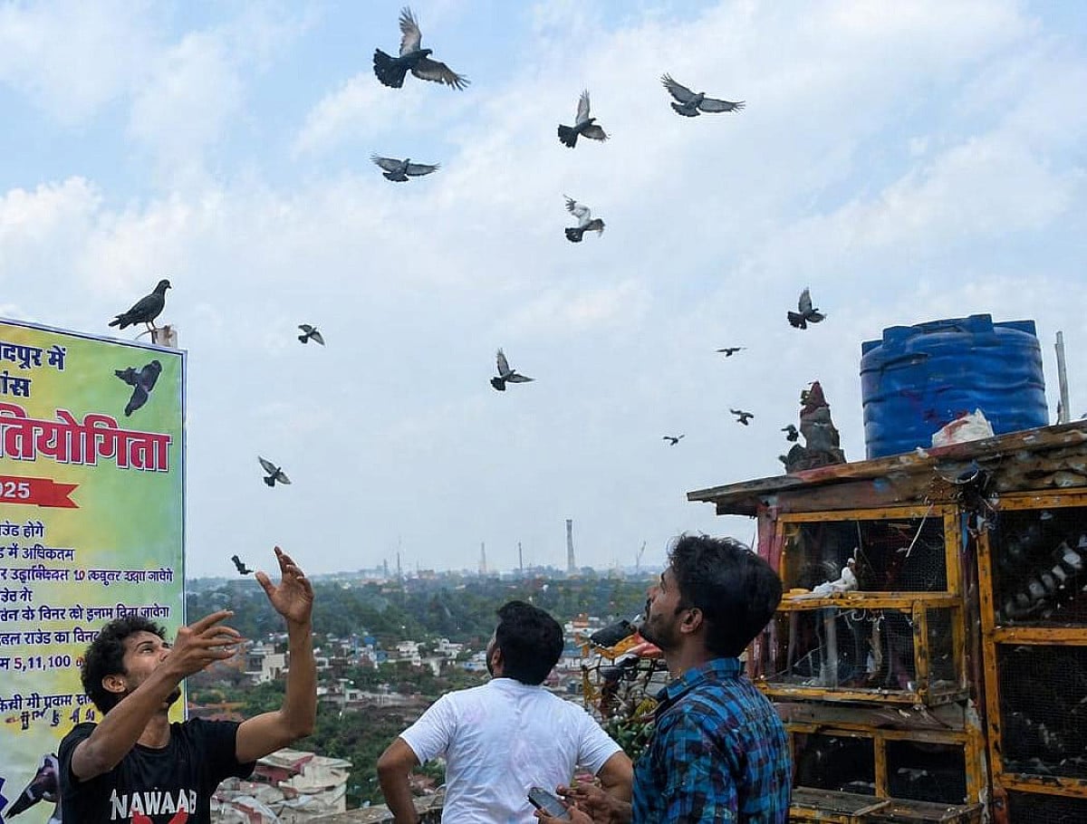 जमशेदपुर में आसमान का रोमांच! कबूतरबाजी में लंबी उड़ान पर 50 हजार तक का इनाम