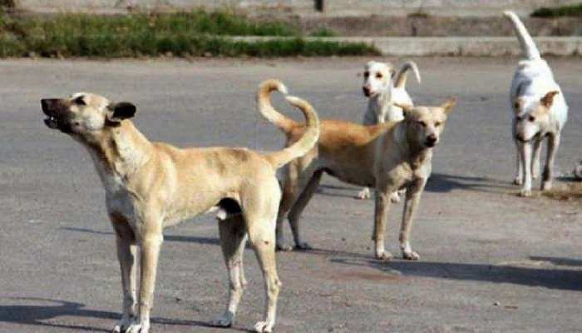 धनबाद में खौफनाक हादसा: आवारा कुत्तों के हमले में 5 साल के मासूम की मौत
