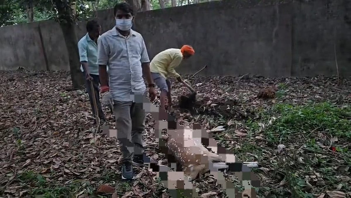 गिरिडीह बगोदर के जंगल में हिरण का शव मिलने से सनसनी, जंगली जानवरों की सुरक्षा पर उठे सवाल