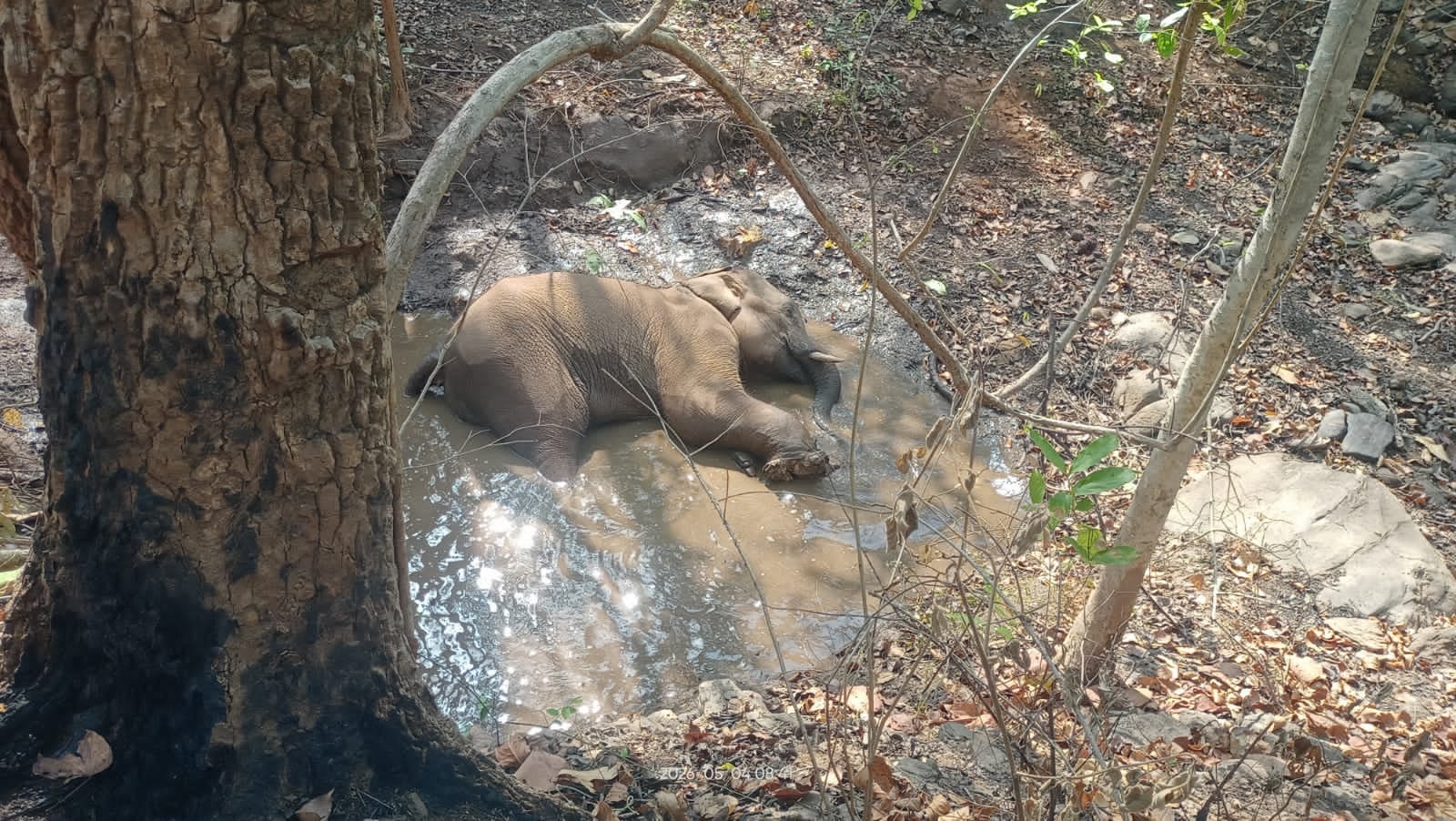 सारंडा जंगल बना हाथियों का कब्रगाह: IED ब्लास्ट में घायल दंतेल हाथी की जिंदगी पर मंडरा रहा खतरा