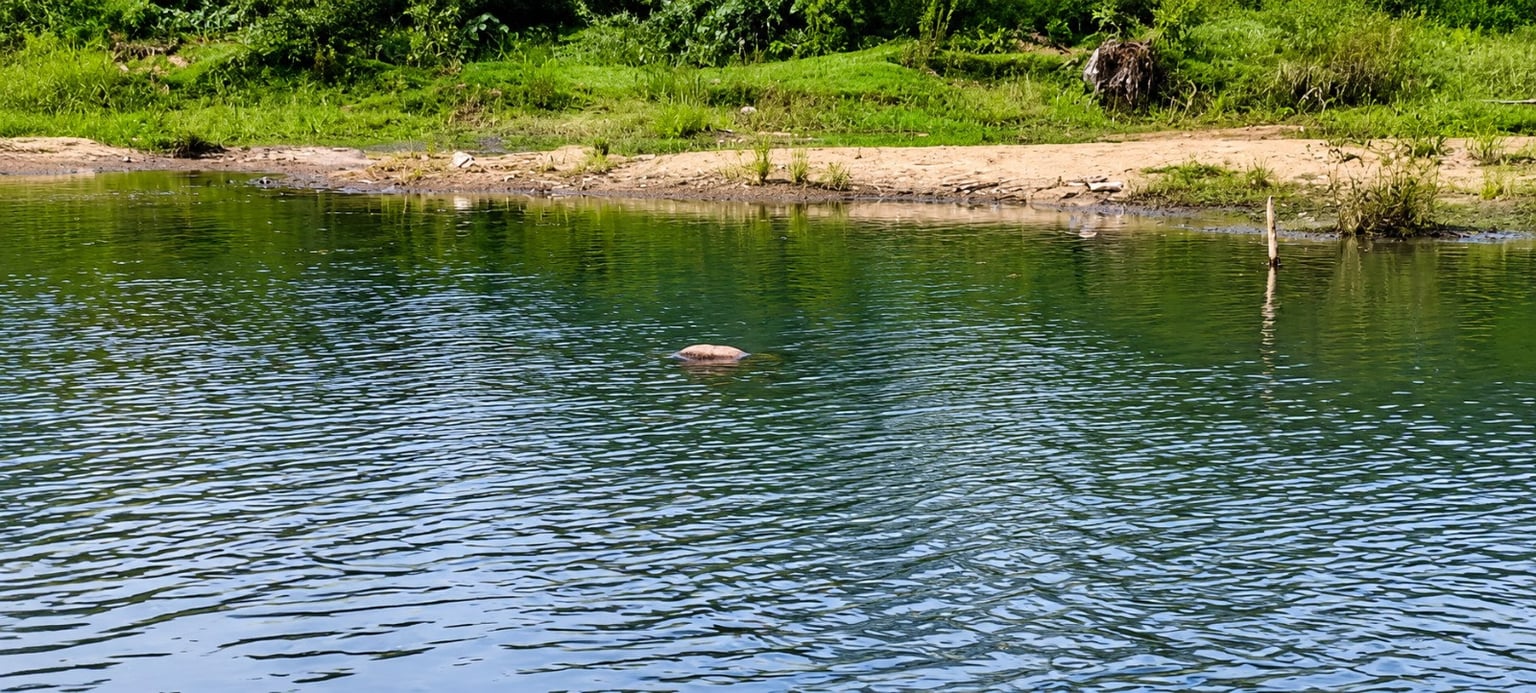 पाकुड़: नदी में तैरता मिला युवक का शव, परिजनों में मचा कोहराम