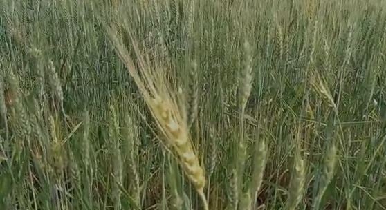 झारखंड में यहां की जा रही काले गेहूं की खेती, जानिए किन रोगों के लिए रामबाण है काला गेहूं