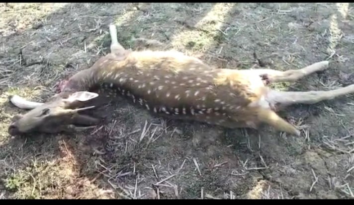 कुत्तों के हमले में हिरण की मौत, वन विभाग ने शव किया बरामद