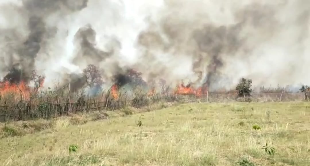 धू-धू कर जल गई 100 बीघा में लगी अरहर की फसल, हुआ लाखों का नुकसान