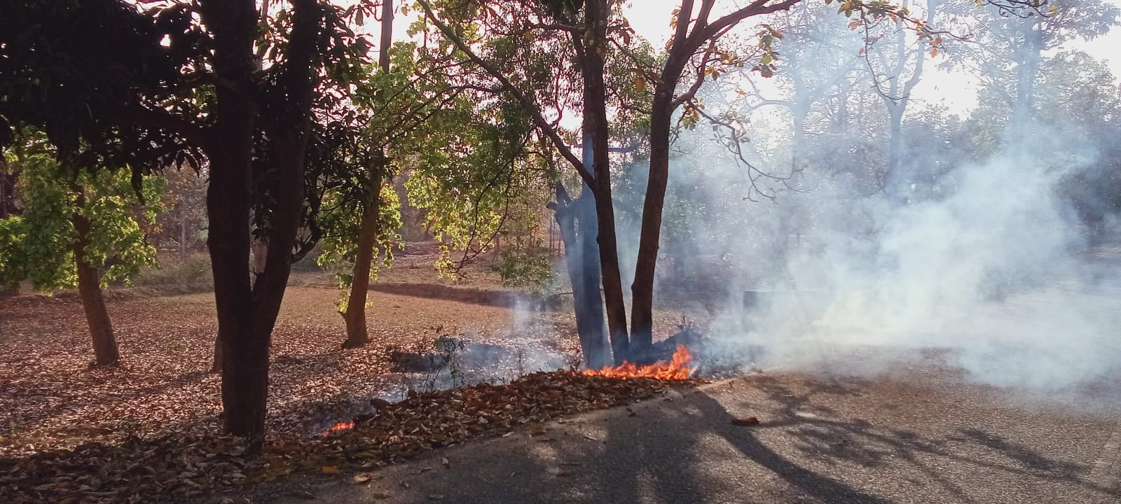 महुआ चुनने के लिए वनों में आग  लगा रहे हैं ग्रामीण,  पेड़ पौधे और जीवों को हो रहा नुकसान