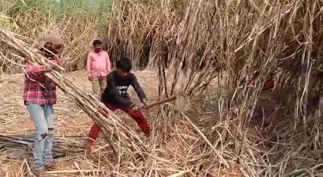 पथरीली इलाके में ग्रामीण युवाओं ने मेहनत के बल पर मिट्टी में उगा दी मिठास, पढ़िए पूरी खबर