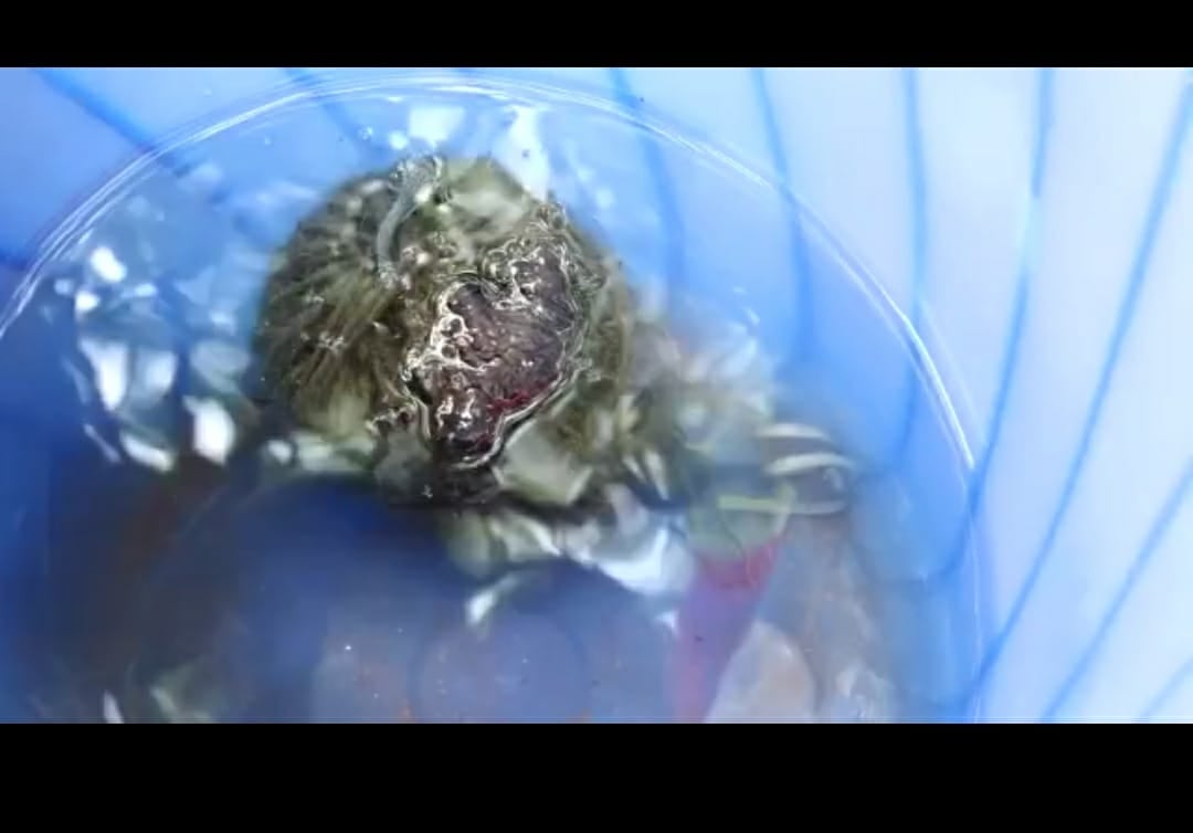 वासेपुर में बमबाजी से दहशत, पुलिस ने बरामद किया जिंदा बम