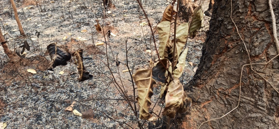 दुमका के जंगलों में  कौन हर रोज लगा रहा आग ! लाखों का नुकसान, पशु-पक्षी हलकान