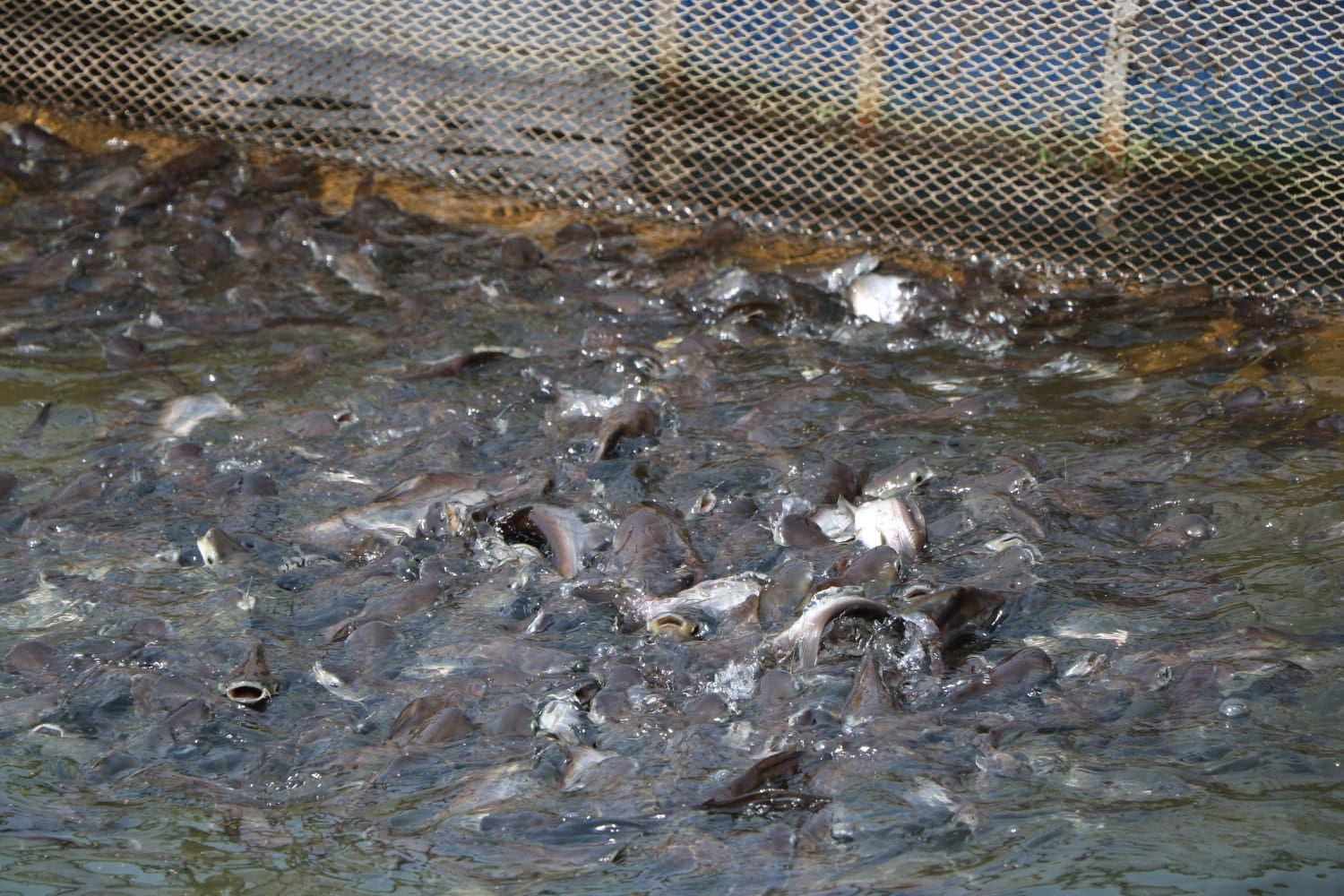 मछली पालन से समृद्ध हो रहे चाईबासा के किसान,  रोजगार के बढ़े अवसर