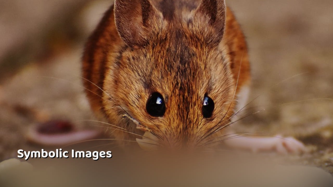 गिरिडीह के अस्पताल में चूहे कुतर गए नवजात बच्ची !