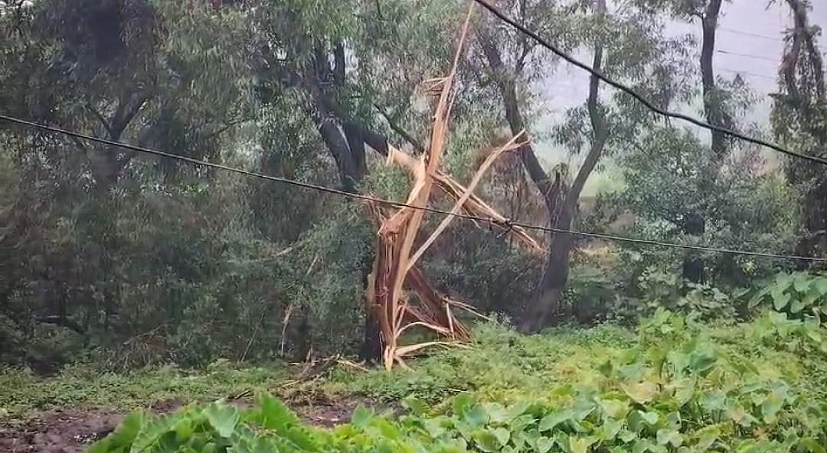 धनबाद के मोहलीडीह में आकाशीय बिजली ने मचाई तबाही, पेड़ गिरने से पावर सप्लाई ठप