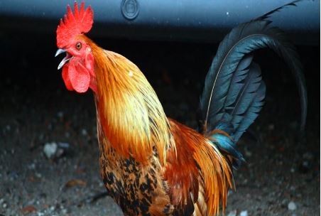 साइबर ठगों की अनोखी करतूत, मुर्गा देने के नाम पर लगाया 95 हजार का चूना